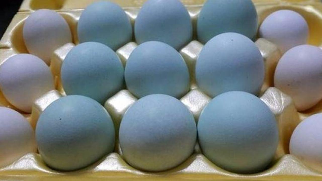 Herkes mavi yumurtayı konuşuyor!