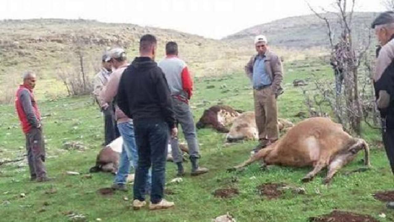 Mardin'de büyükbaş hayvan sürüsüne yıldırım düştü