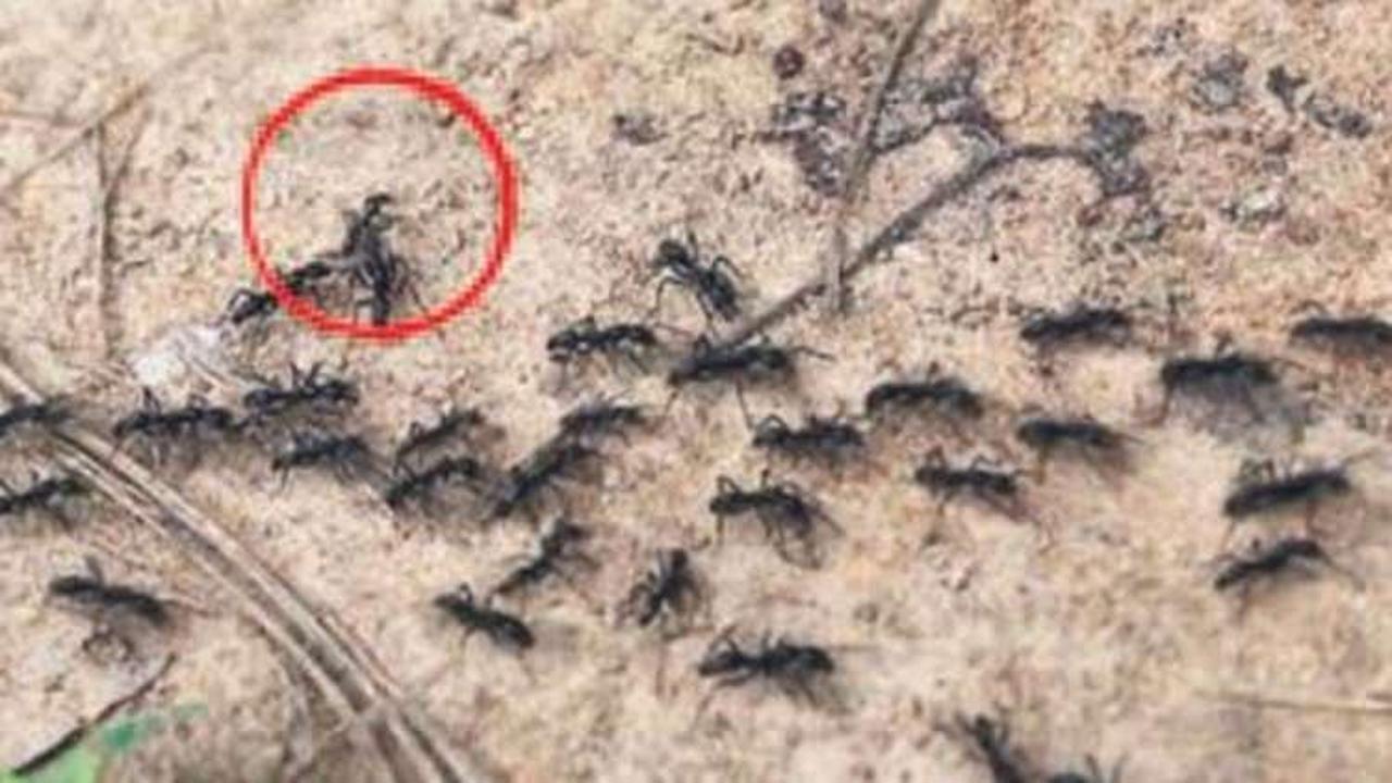 Karıncaların acil servisleri varmış! 