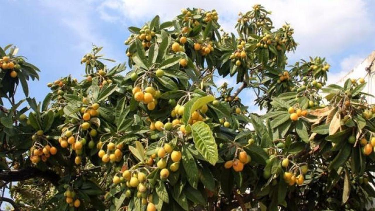 Kilosu 10 TL'den alıcı buluyor