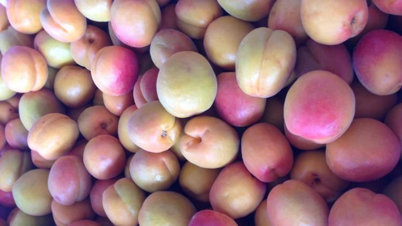 Kilosu 30-50 liradan satışa sunulacak