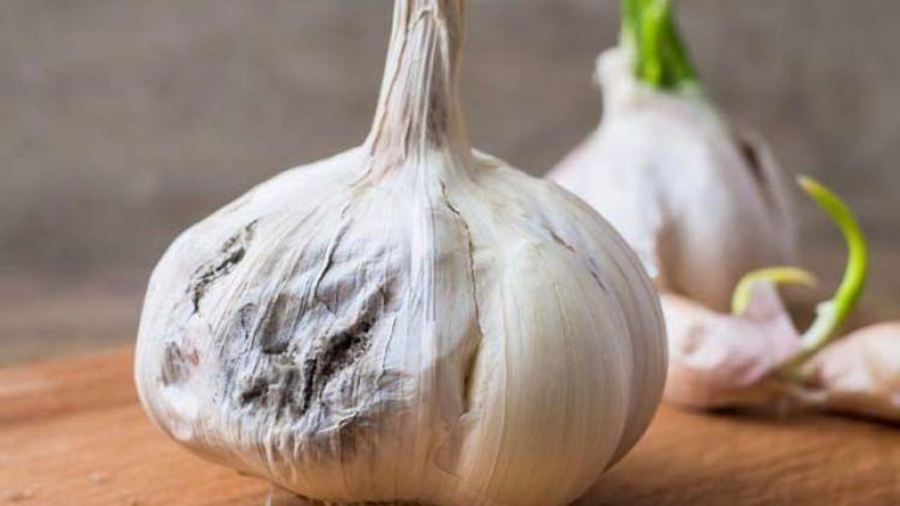 Filizlenmiş sarımsakları sakın &ccedil;&ouml;pe atmayın!