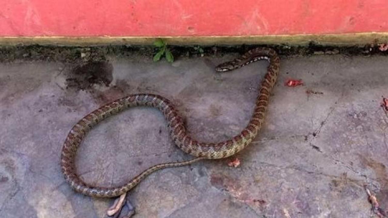 Mersin'de çamaşır sepetinden çıkan yılan korkuttu