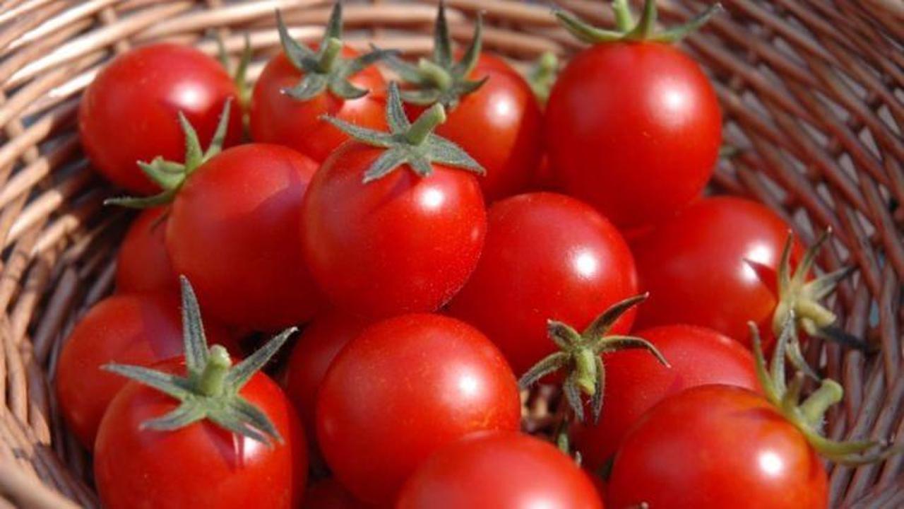Ucuz domates 20 Mayıs’tan sonra