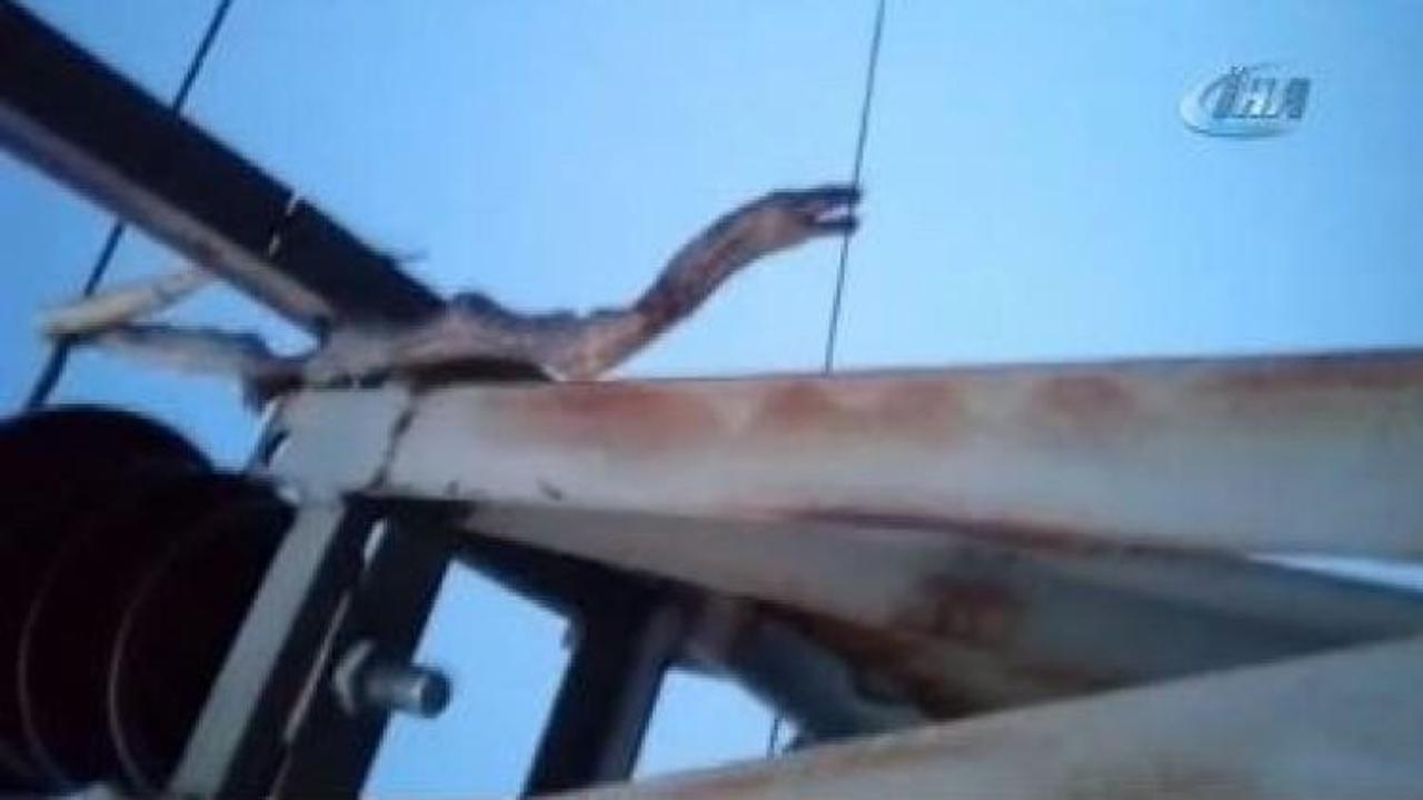 2 metrelik yılan 12 k&ouml;y&uuml; karanlıkta bıraktı