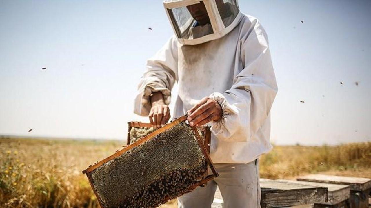 Bombus arısı kullanan yetiştiricilere destek