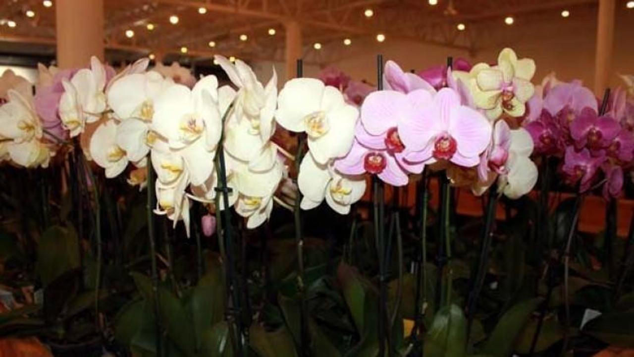 Türkiye'nin en büyük orkide pazarları