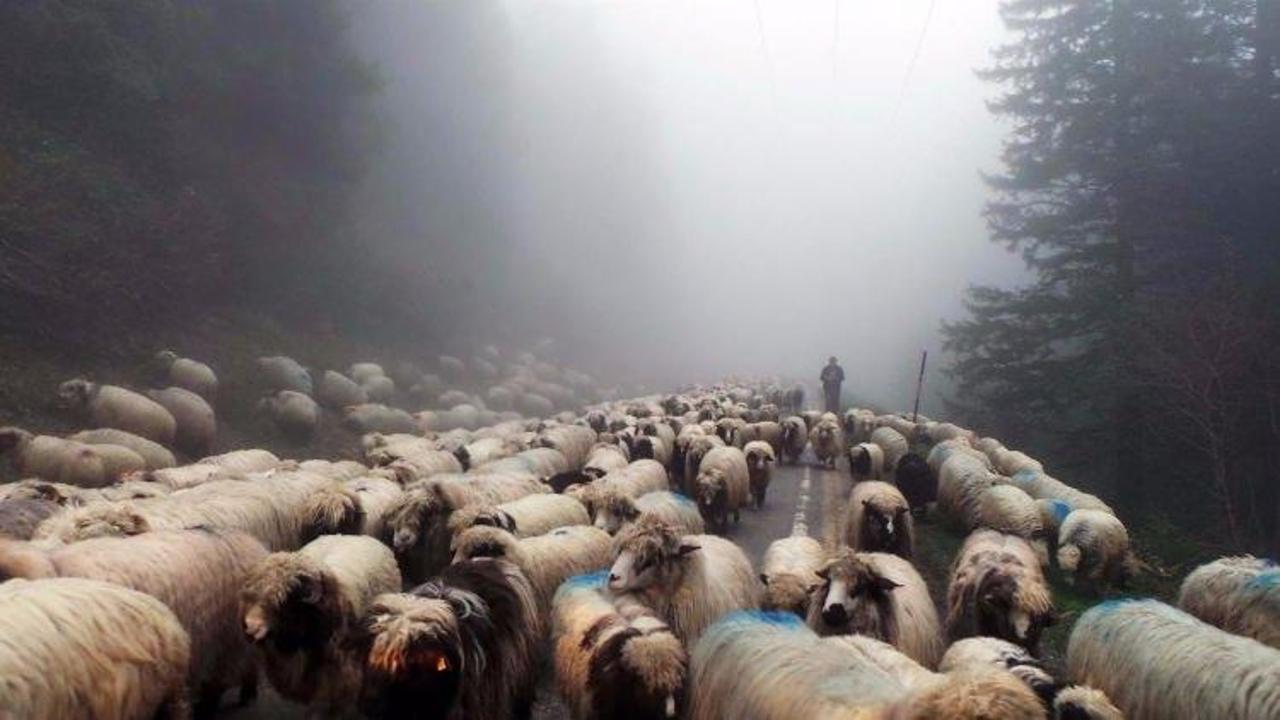 4 bin TL'ye çalışacak çoban bulamıyor!