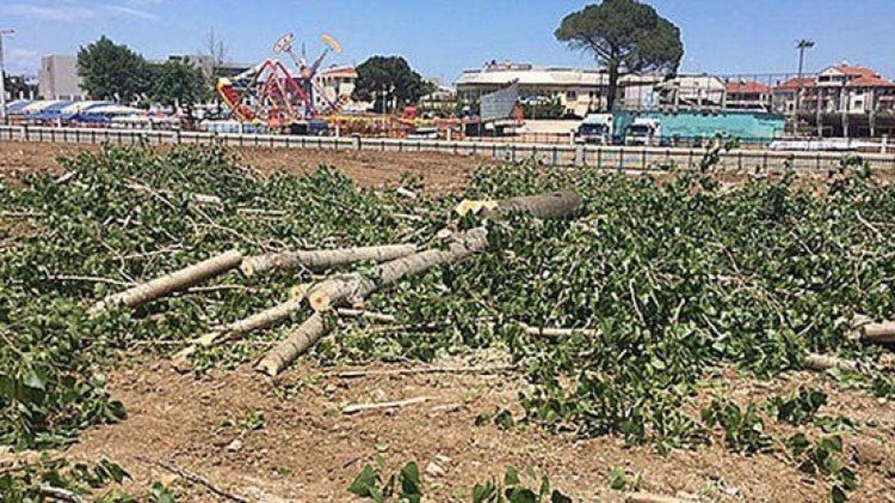 CHP’li belediyeden ağaç katliamı!