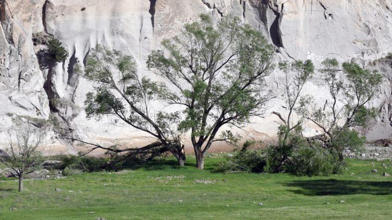Kuvvetli rüzgar ağaçlara zarar verdi