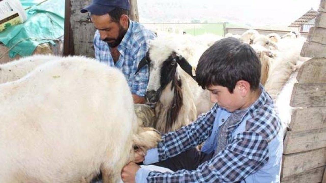 Koyun sağıp, çobanlık yapan Habib’in TEOG başarısı