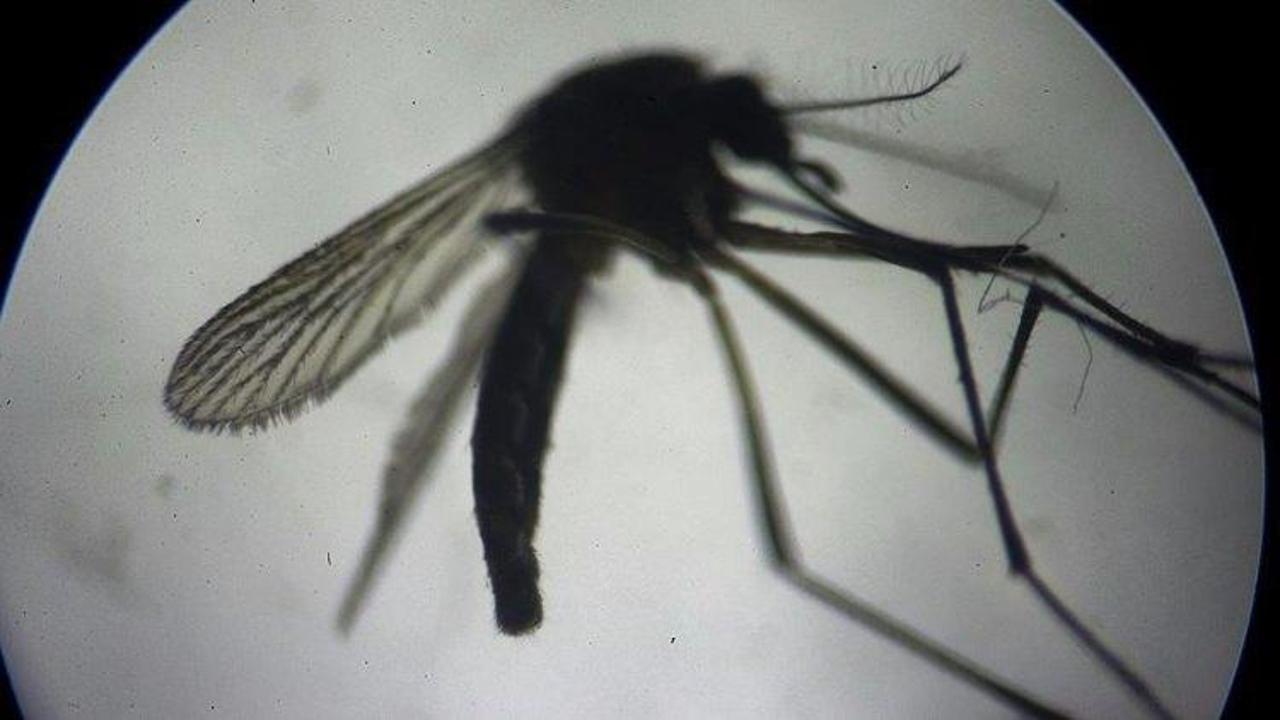 Hindistan'da Zika vakası tespit edildi