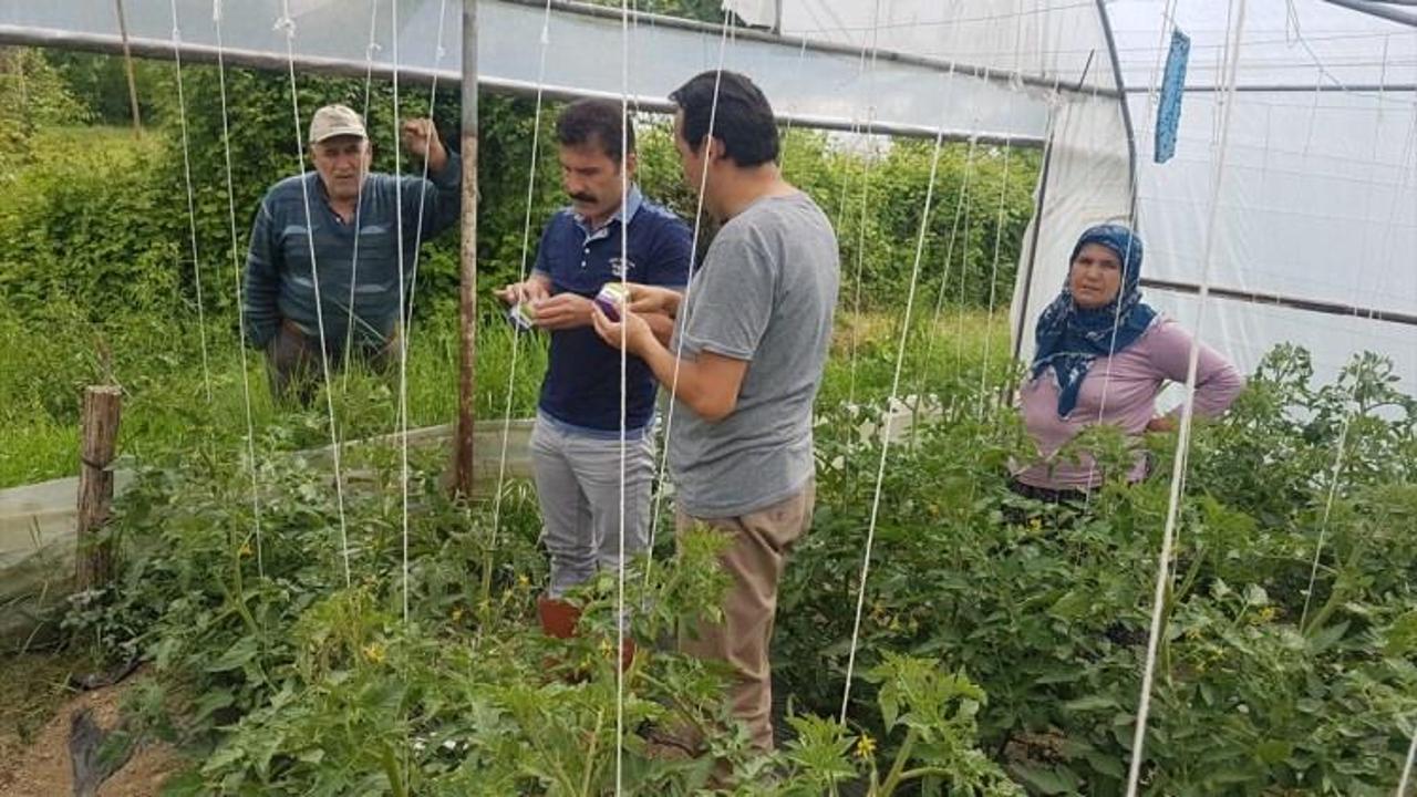 Domates güvesiyle biyolojik mücadele yapılacak