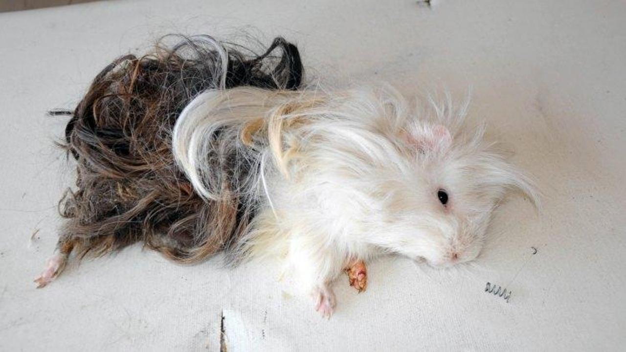 Mezarlıkta bulundu! Korkudan &ccedil;uvalla yakaladılar