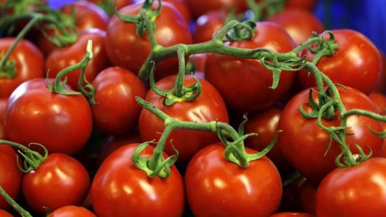 Rusya, Türkiye'den gelen domatesleri imha etti
