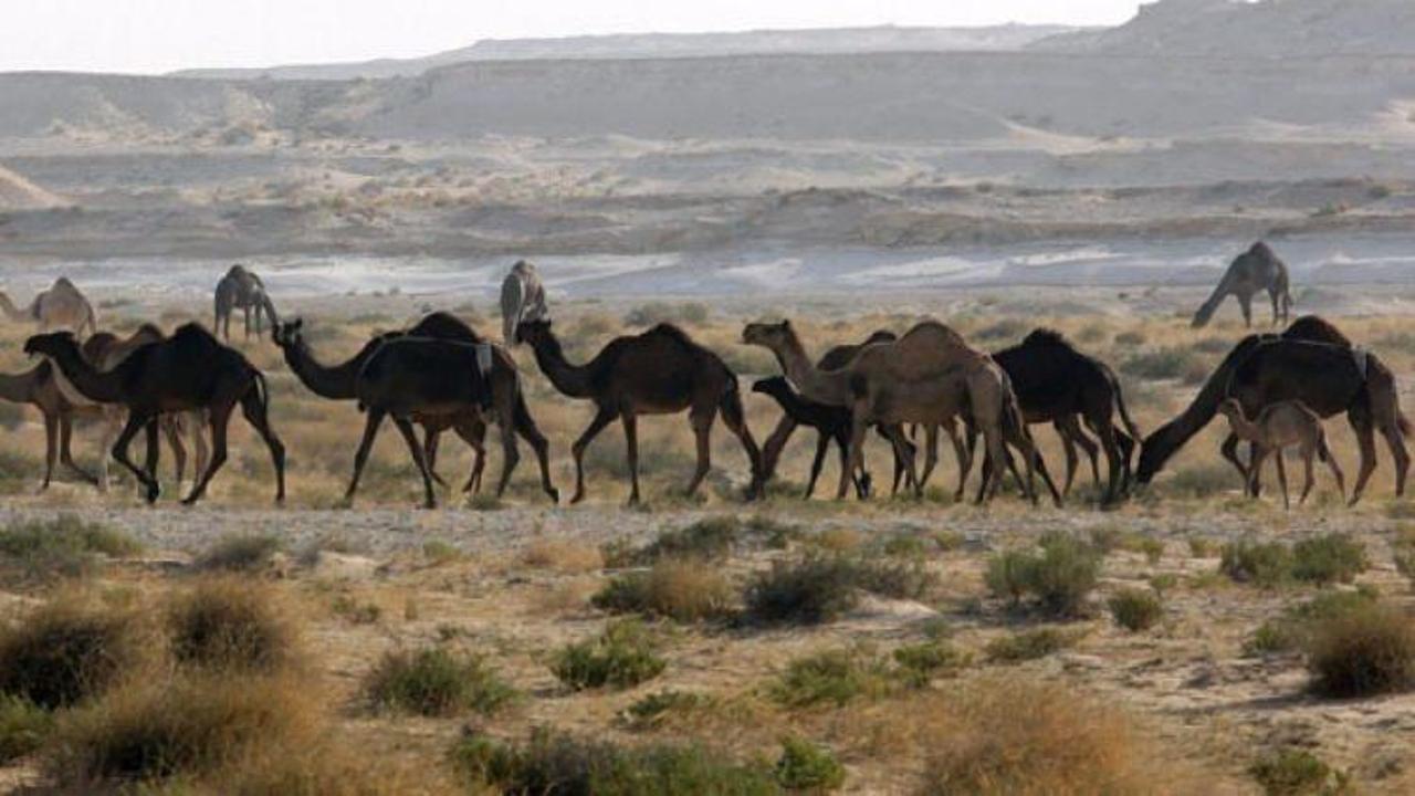 Suudiler Katar'a ait develeri sınır dışı etti!