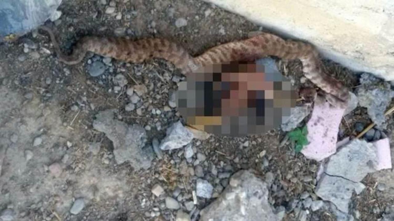 Köylüler şaşkın! Öldürülen yılanın karnından çıktı