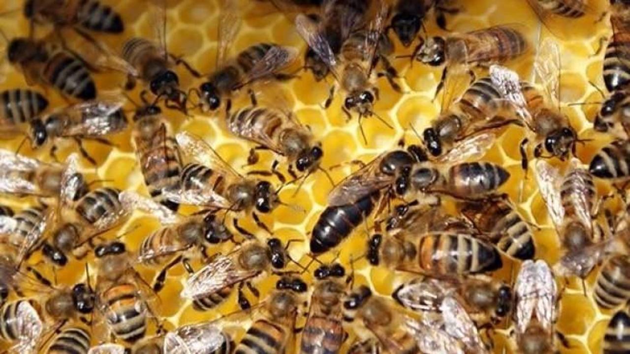 Feci ölüm! Yüzlerce arının saldırısına uğradı
