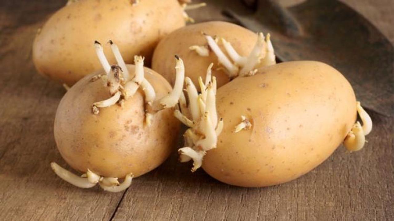 Filizlenmiş patates yenir mi?
