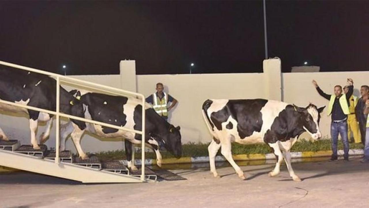 Katar'a ilk parti inekler ulaştı!