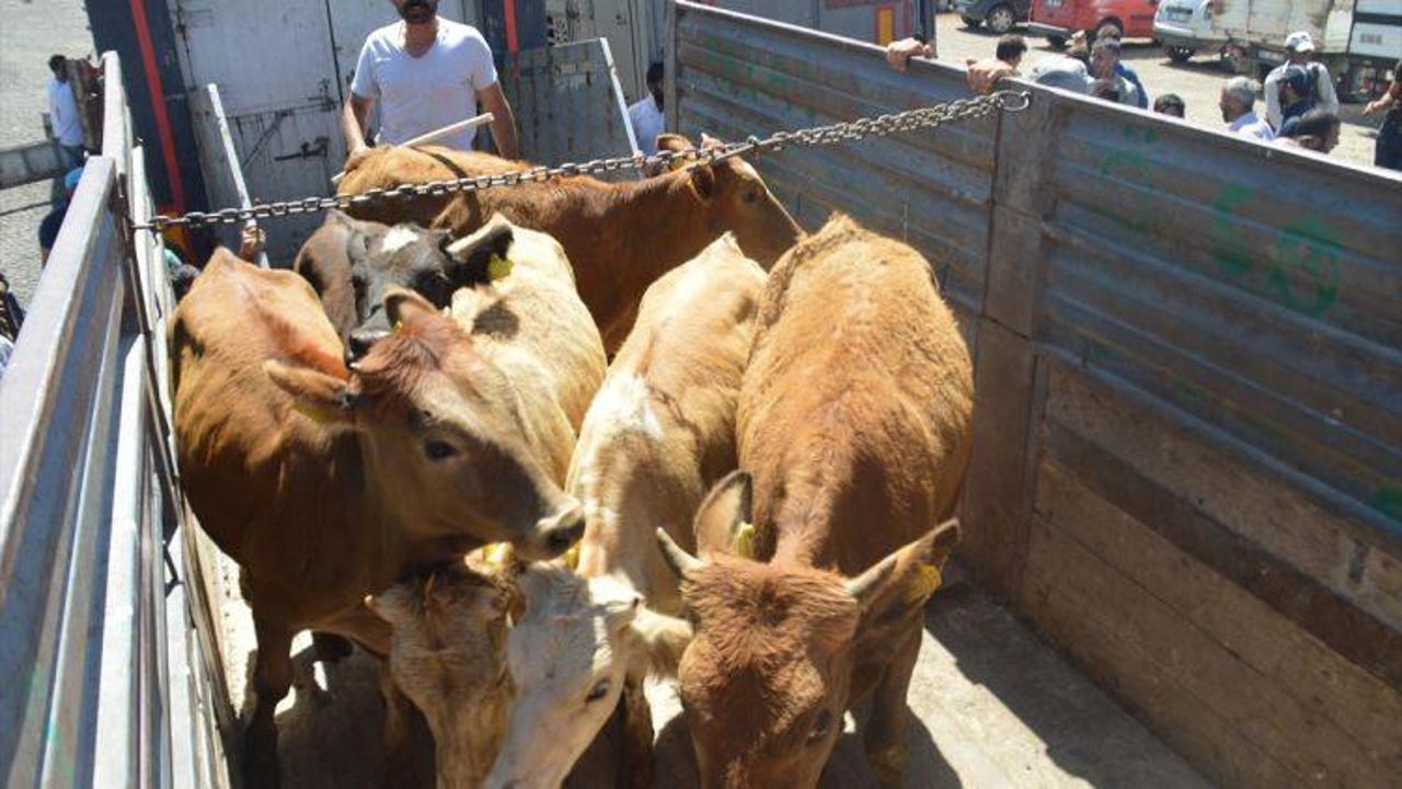 Eleşkirt'te "genç çiftçilere" hayvan desteği