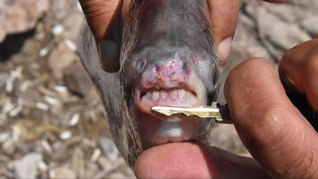 Katil pirana balığı yine orada ortaya &ccedil;ıktı!