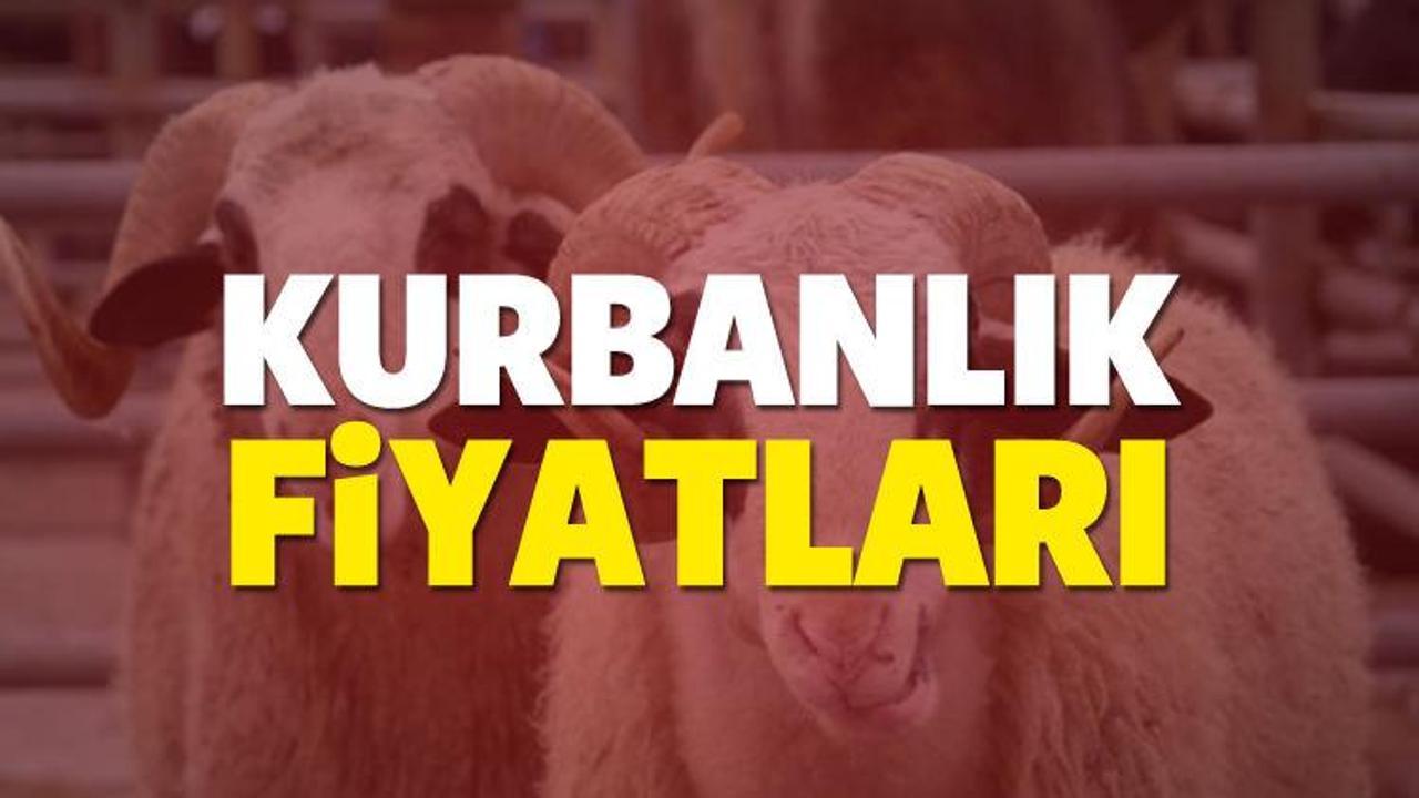 2017 Kurbanlık fiyatları k&uuml;&ccedil;&uuml;k baş b&uuml;y&uuml;k baş ka&ccedil; TL olacak? 