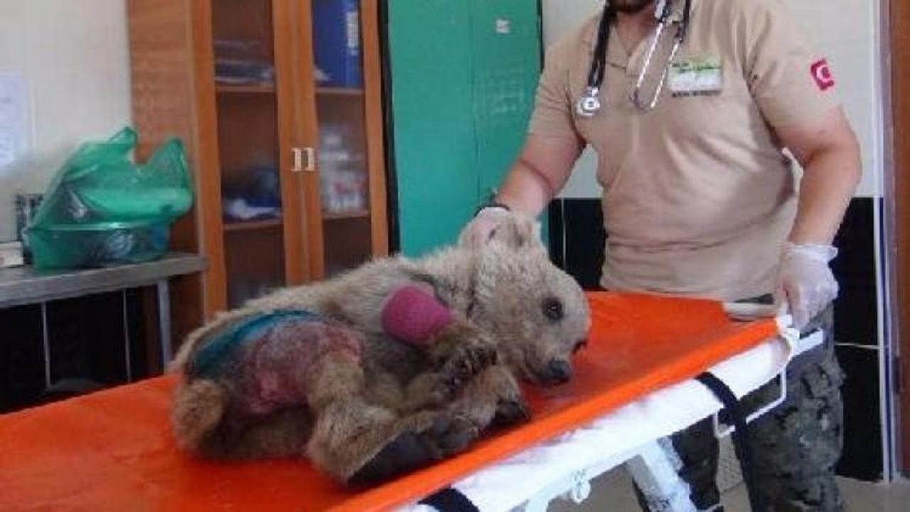 Otomobil çarpan yavru boz ayıya ameliyat