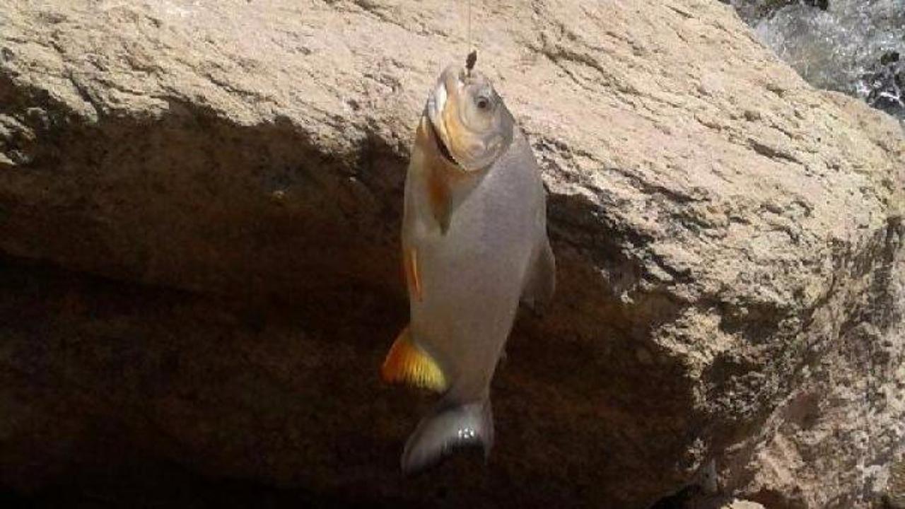 Sivaslılar şaşkın! 20 g&uuml;nde 3. kez yakalandı