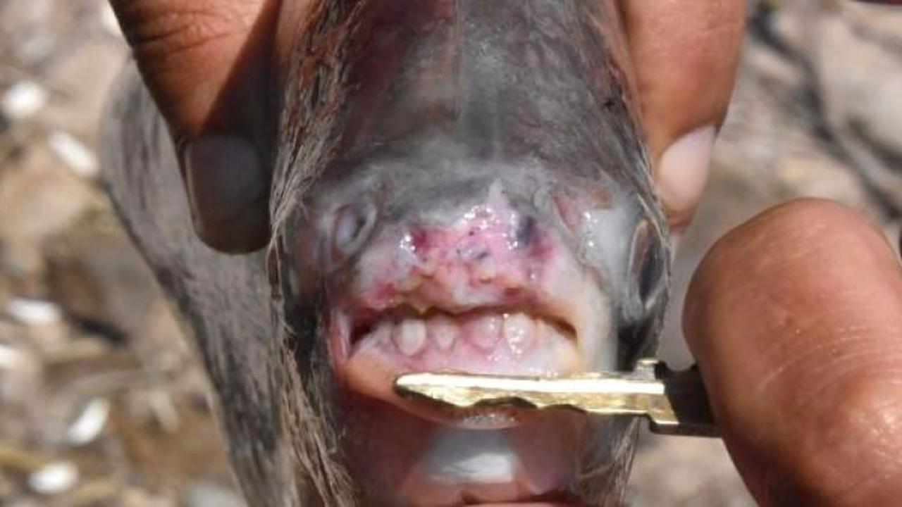 Sivas'taki piranaların sırrı &ccedil;&ouml;z&uuml;ld&uuml;!