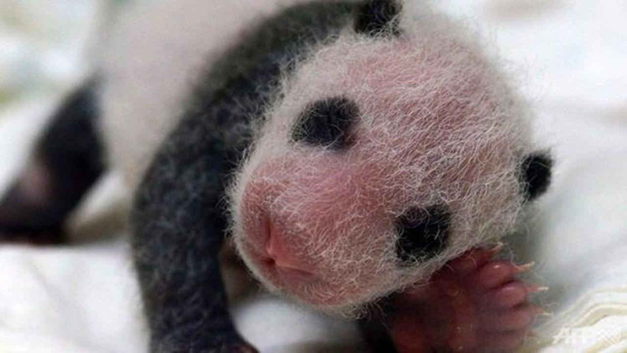 Çinli panda Fransa'da ikiz doğurdu