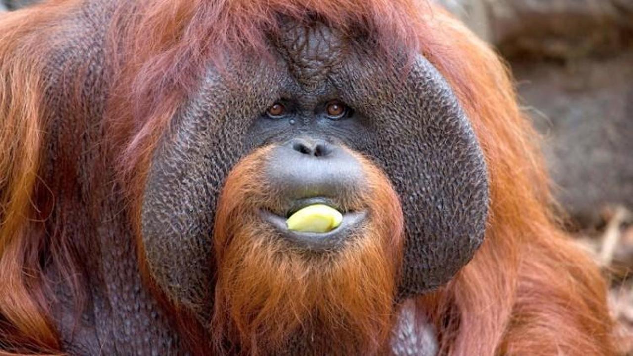 İşaret dili biliyordu! Meşhur orangutan öldü