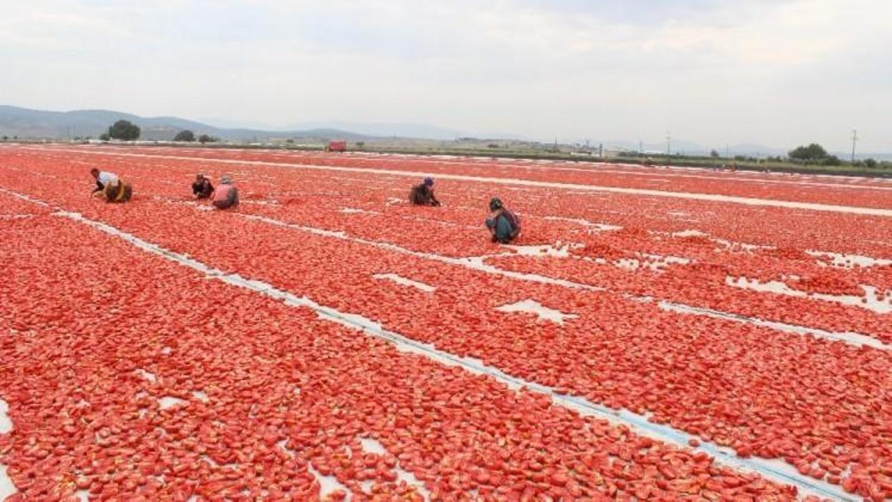 Torbalı’dan dünyaya 60 bin ton kuru domates