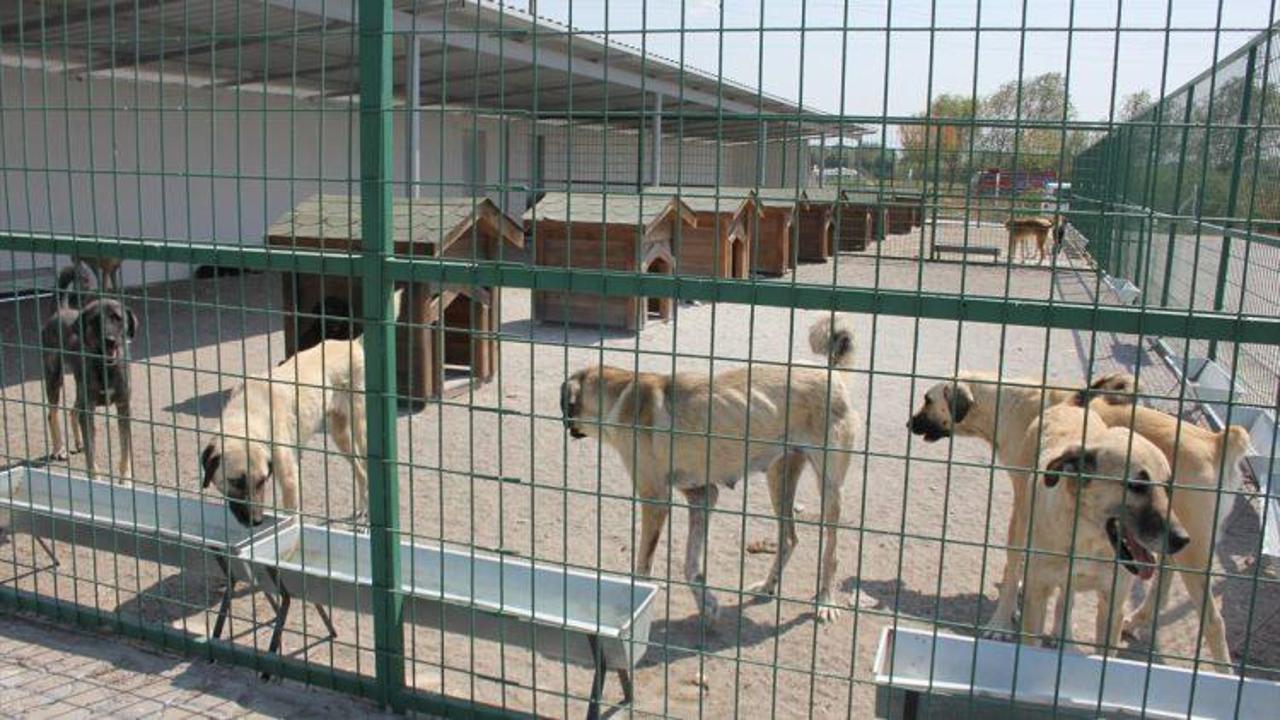 Suluova'da hayvan rehabilitasyon merkezi açıldı
