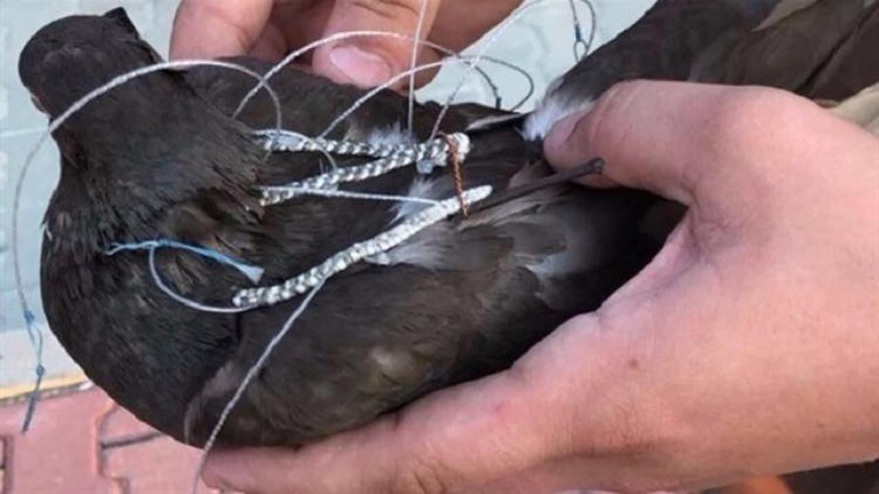 Silivri Cezaevi'nde haberci kuş yakalandı