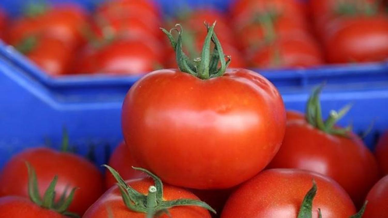 Antalya'dan 46 ülkeye domates ihracatı