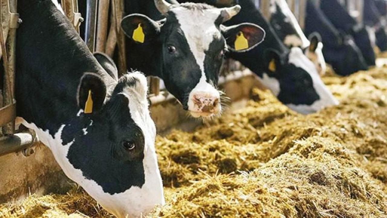 Marketlerde kurbanlık heyecanı