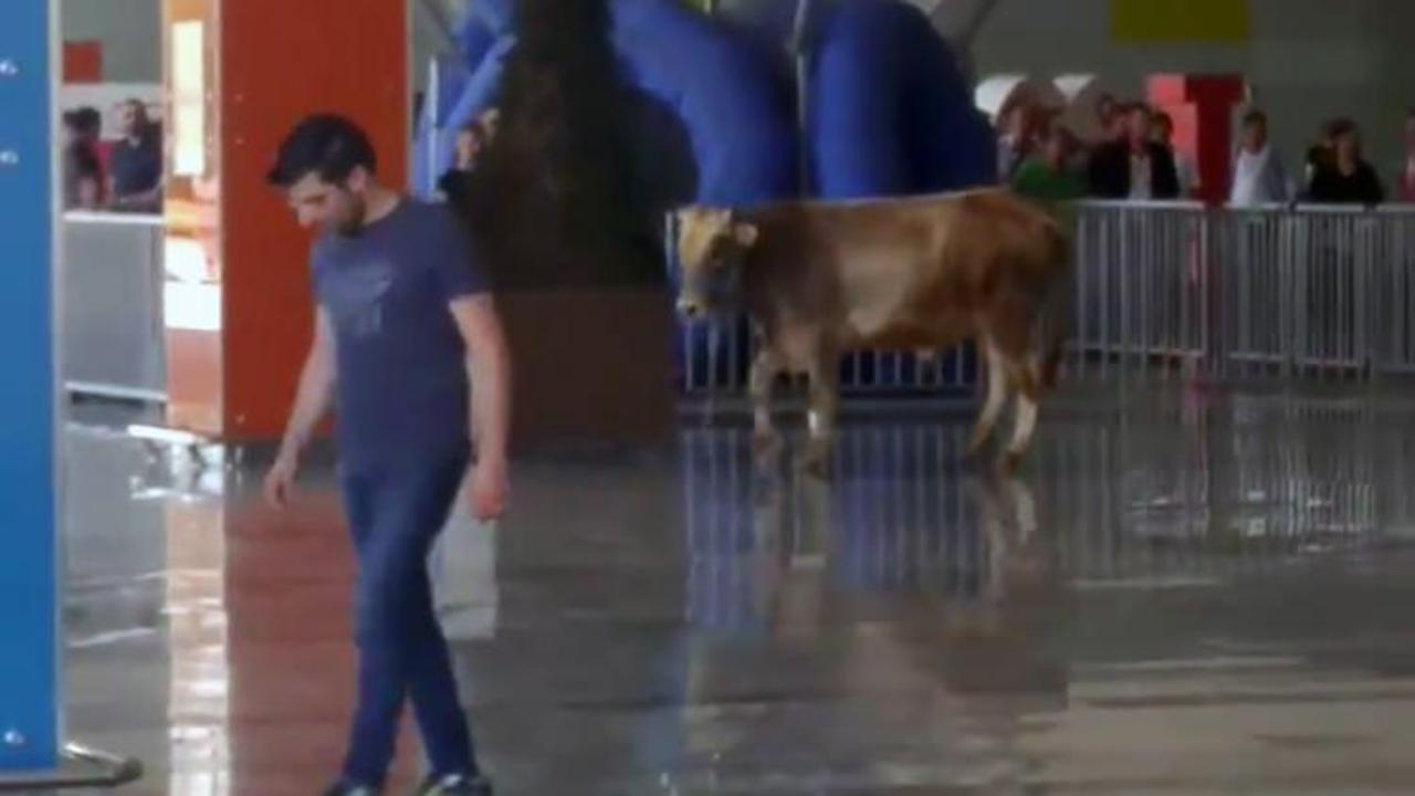 Ka&ccedil;an kurbanlık boğa AVM'ye daldı! 