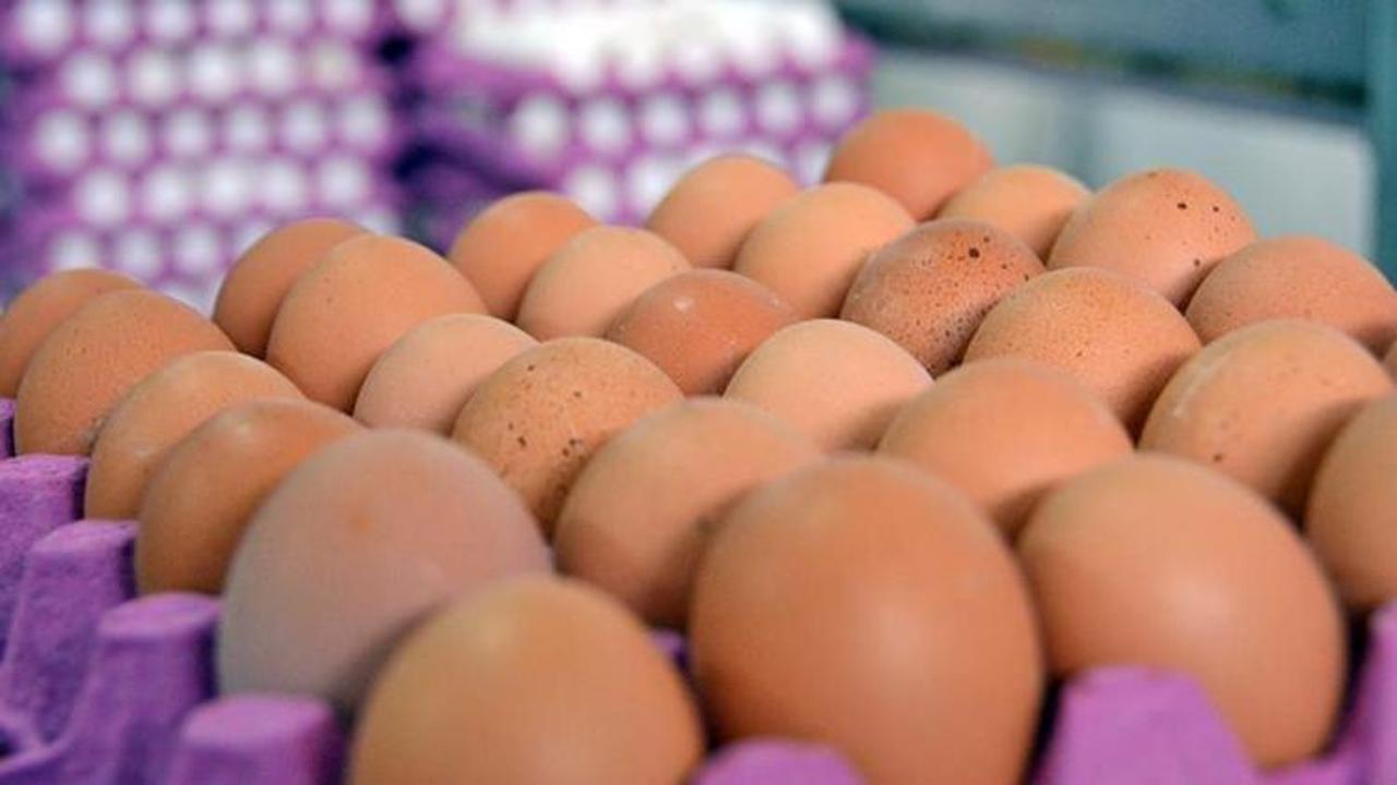 19 ülkeye yumurta ihraç edildi