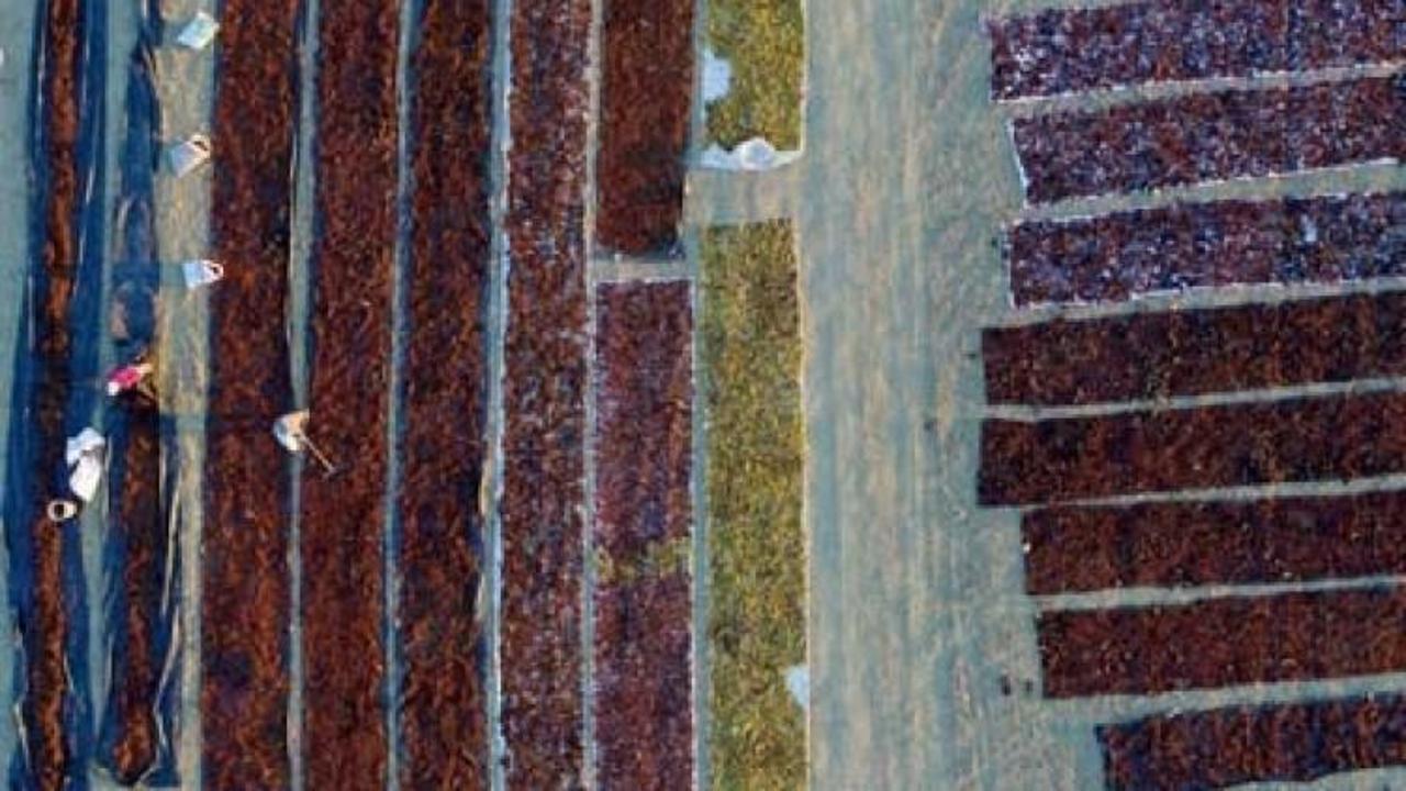 Bakan kuru &uuml;z&uuml;m fiyatlarını a&ccedil;ıkladı