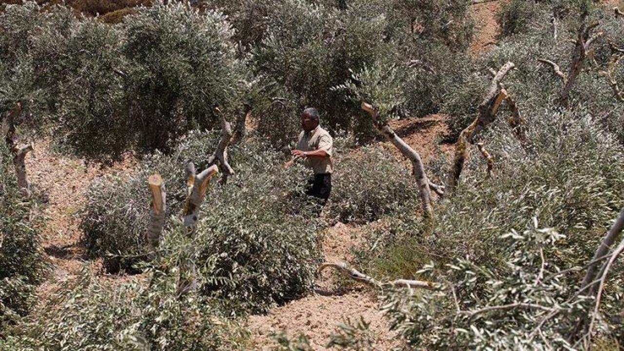 Filistinlilerin zeytin ağaçlarını kestiler