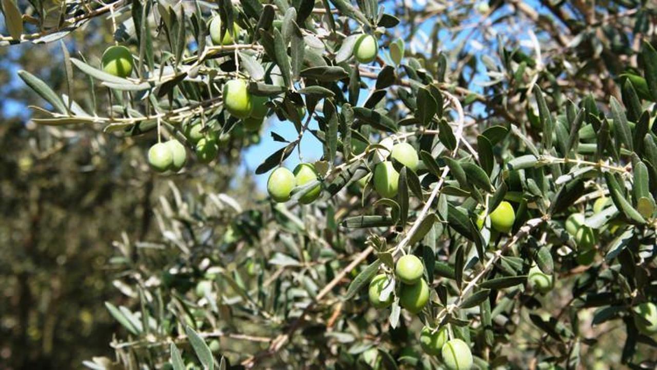 Edremit Körfezi'nde zeytin hasadı başladı