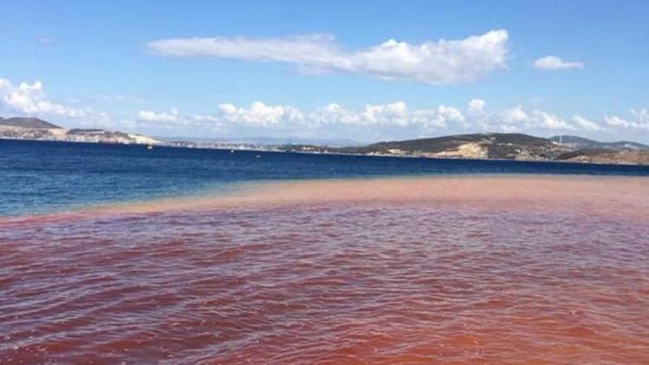Foça'da korkutan görüntü! Deniz kırmızıya boyandı