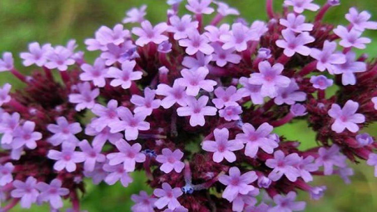  Vervain'in bilinmeyen faydaları
