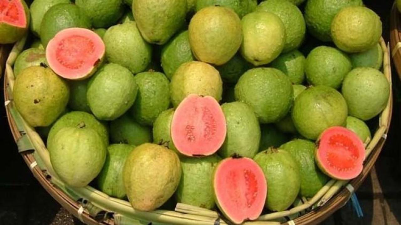 Kansere karşı yerli üretim guava