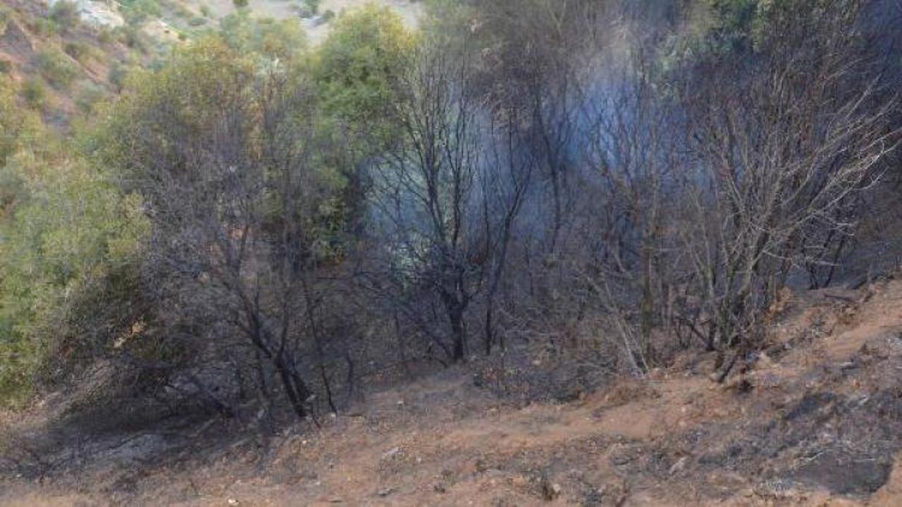 Aydın'da makilik yangını