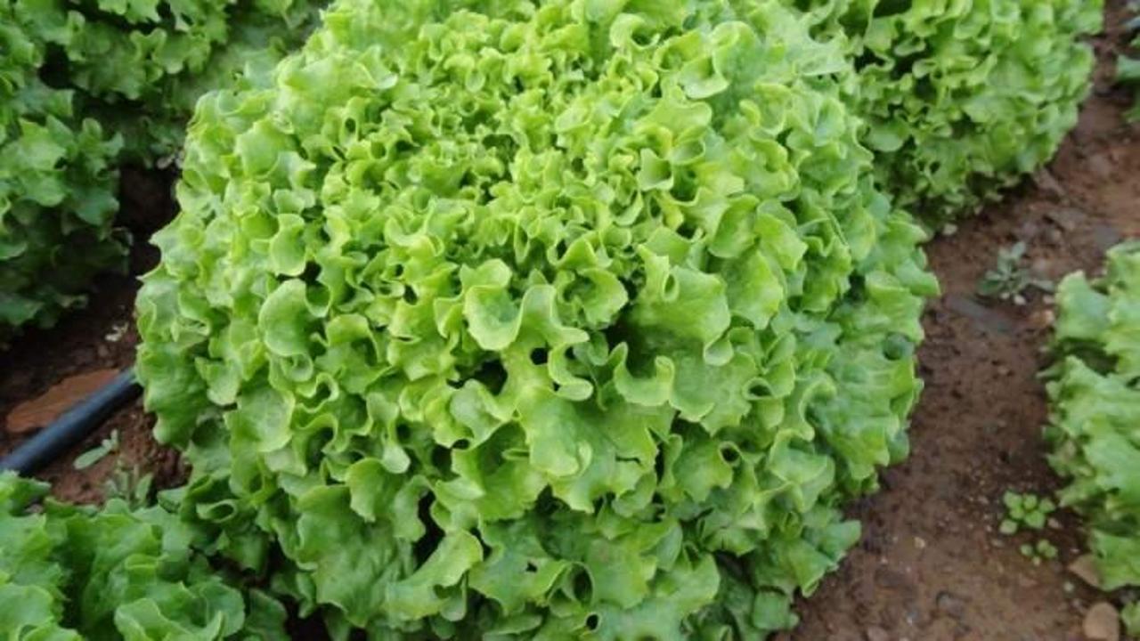 Marul nasıl uzun s&uuml;re taze tutulur