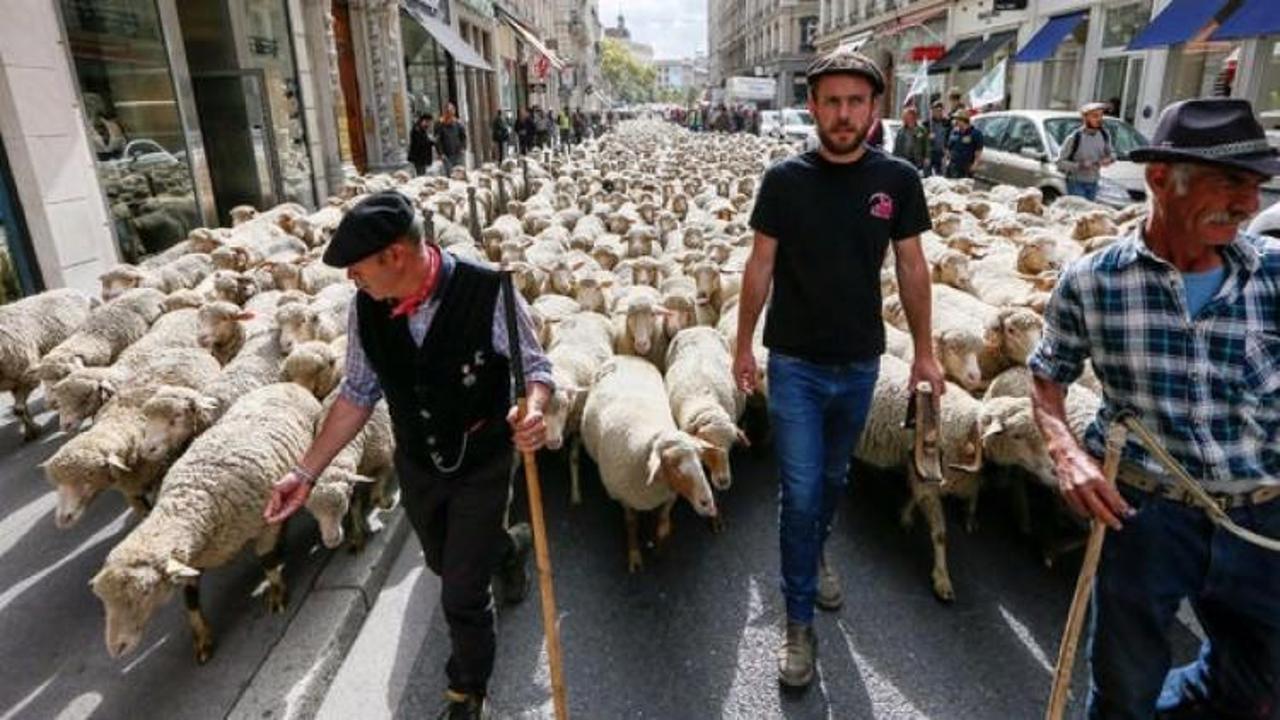 İlginç protesto: Koyunlar kurtlara karşı yürüdü