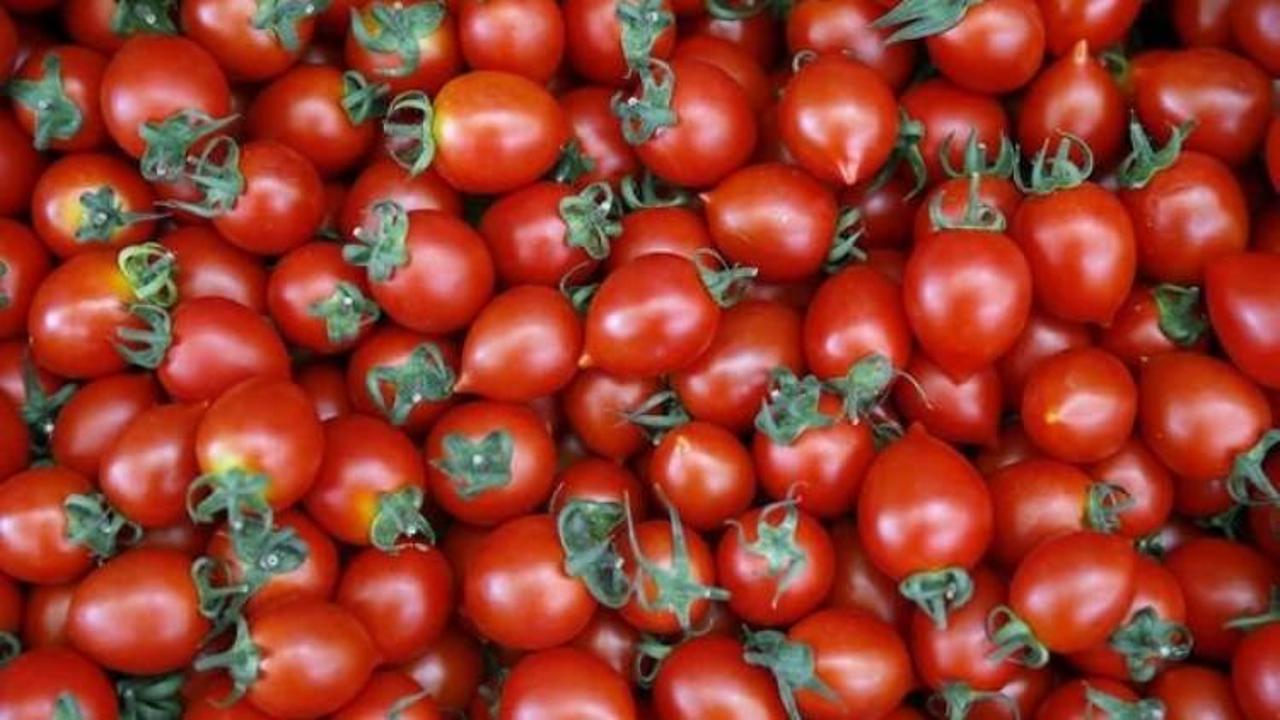 Rusya'ya ilk domatesler yola çıktı