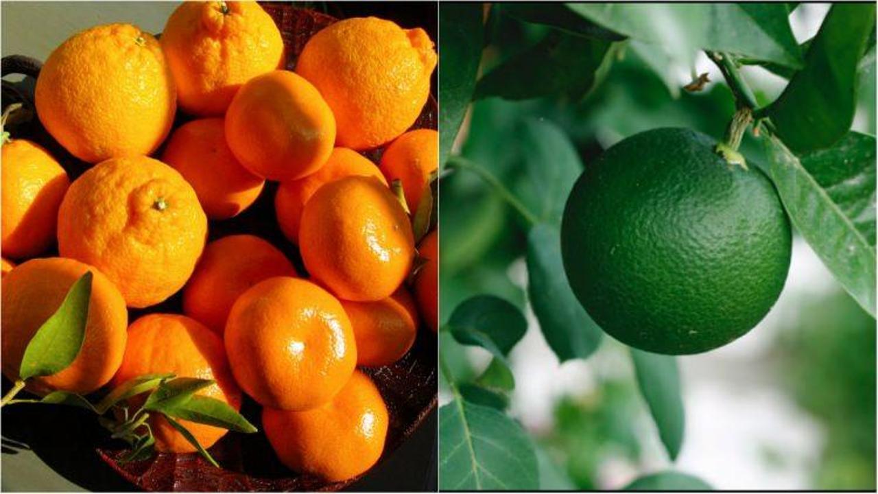 Mandalinanın yeşilini tüketirseniz...